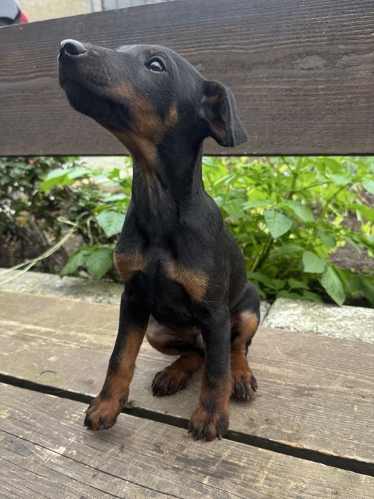 Ягдтериери кученца