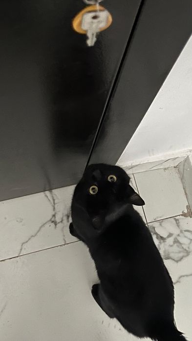 Котик ищет дом и хозяев