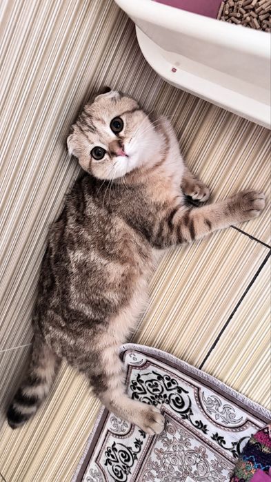 продается кошка, срочно