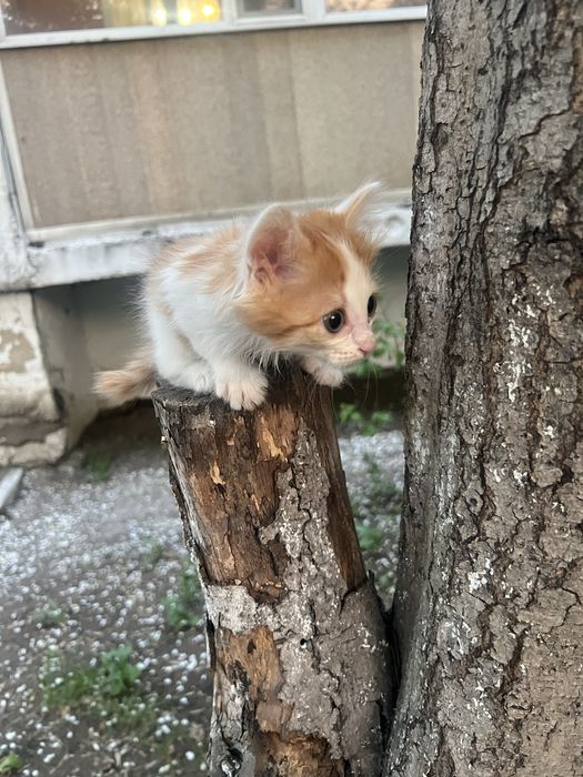 Отдадим котенка в добрые руки