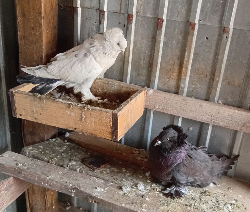 Vand uriasi maghiari si stroaseri