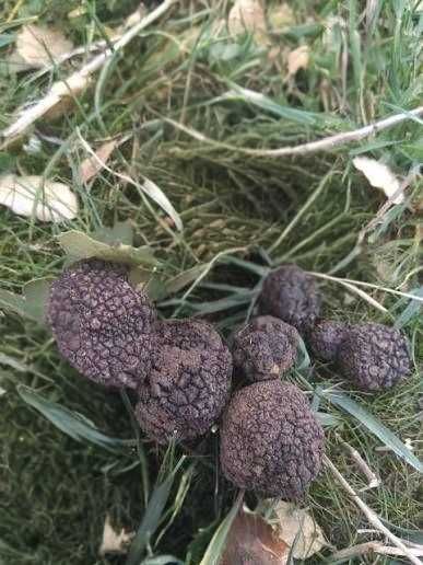 ОБУЧЕНО Куче За Трюфели