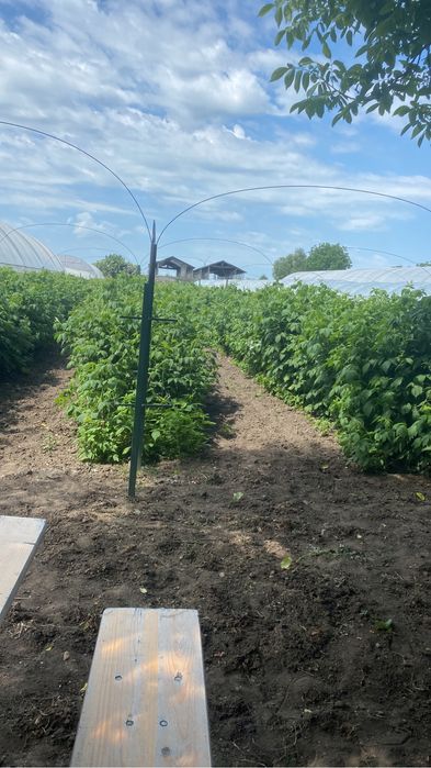 Zmeura.-Polka -eco producator .