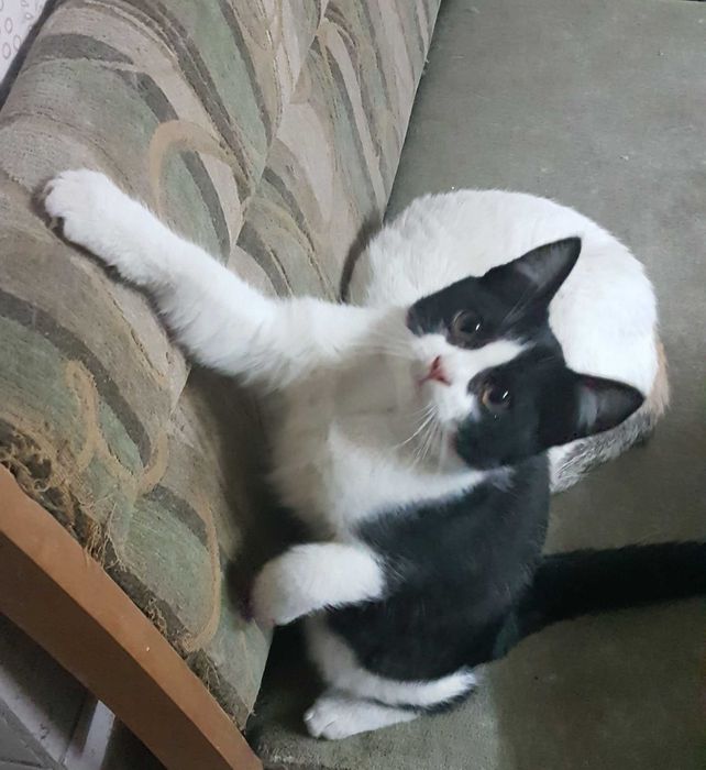 Отдам котёнка в хорошие руки