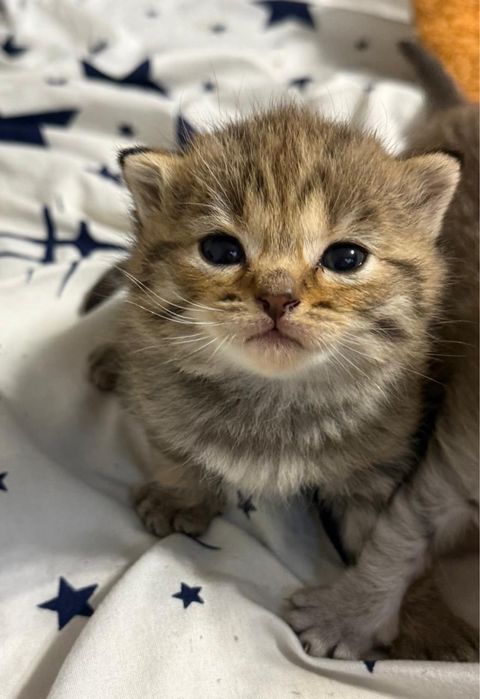 Шотландские котята