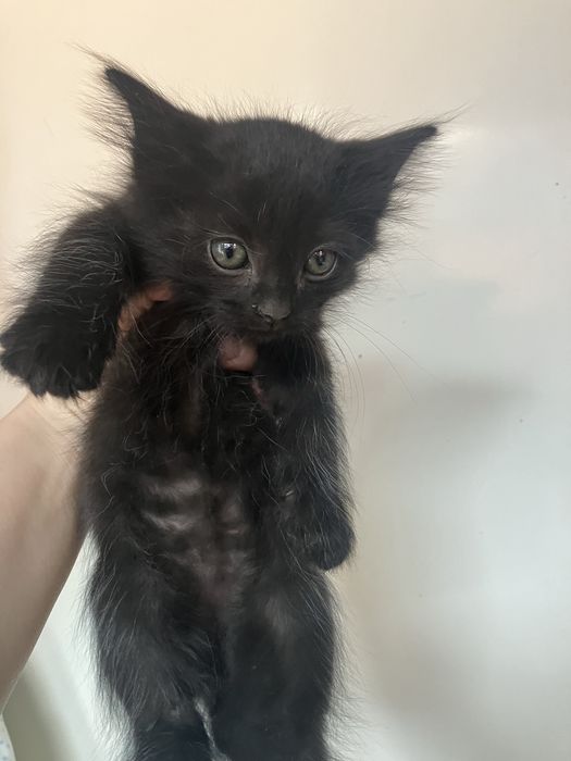 Срочно. Черный котенок.