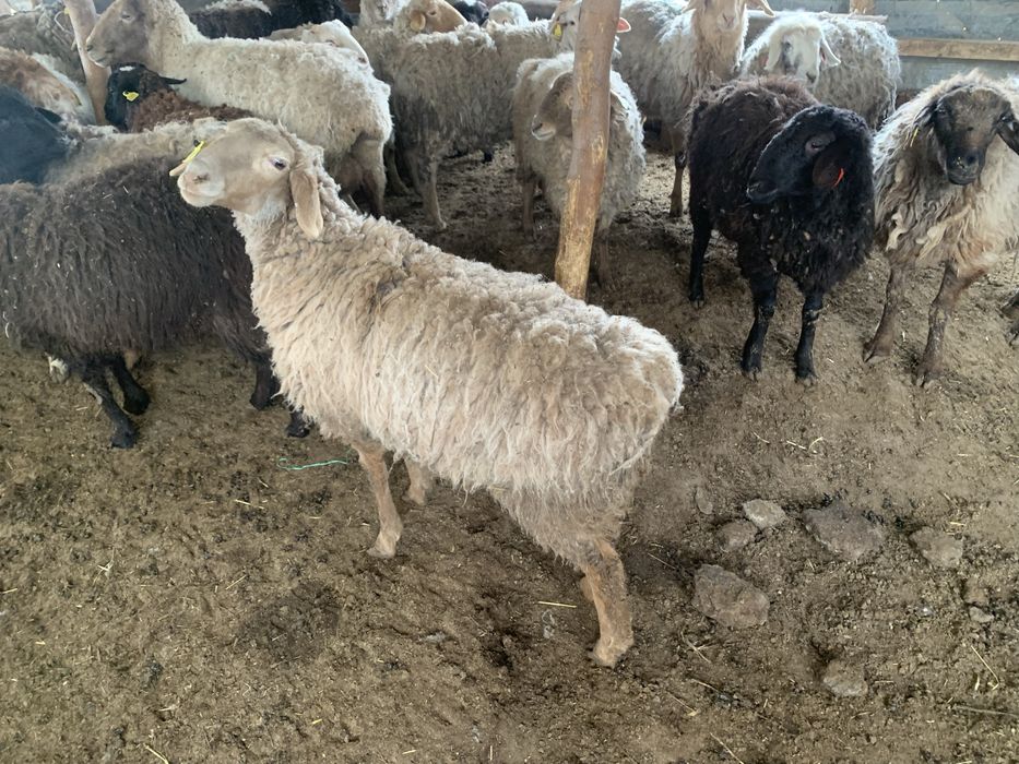 Семіз тоқтылар сатылады