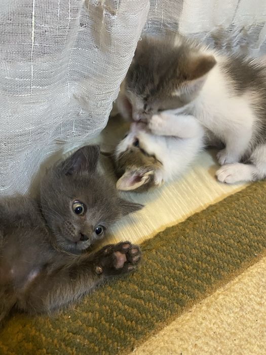 Красивые и млые котята ищут дом.