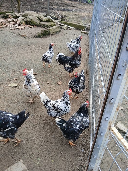 Familie de Pita pinta de vânzare