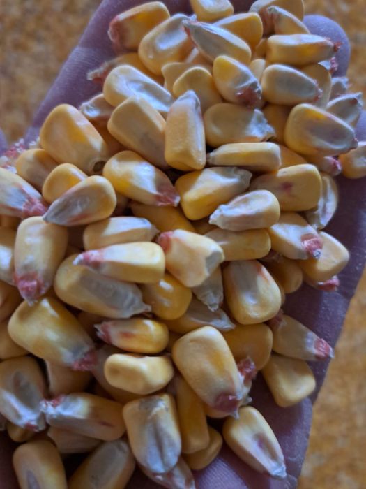 Кукуруза дробленная и цельная