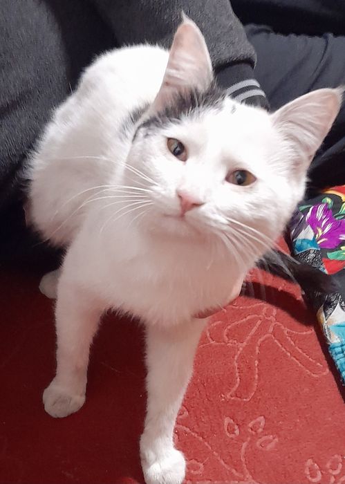 Aqilli oq qora mushik