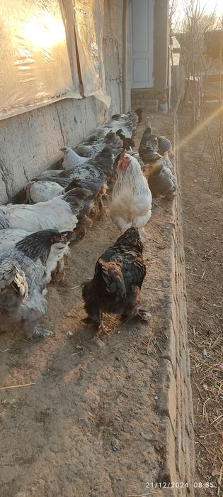 Burama tovuq tuxumlari sotiladi. Aniq toza burama.