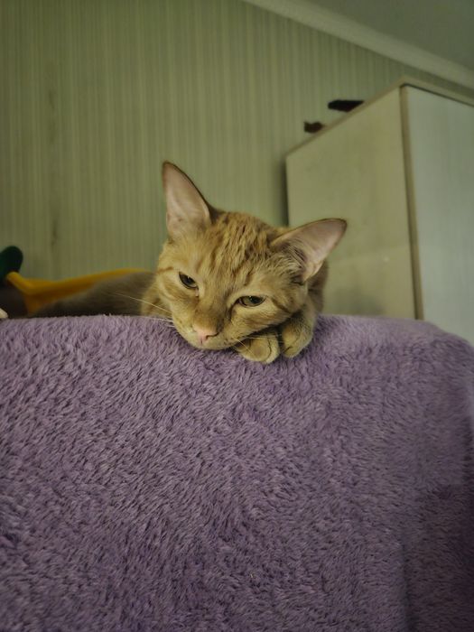 Рыжий кот очень ласковый