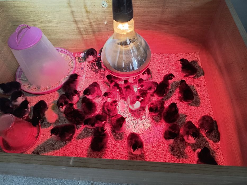 Puișori australorP negru