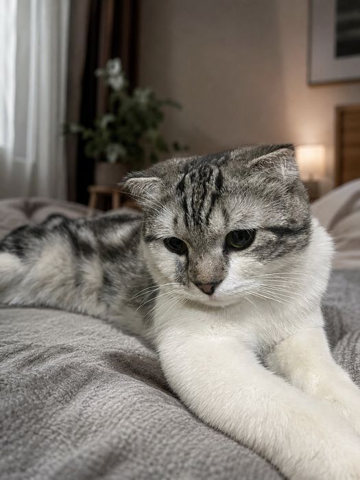 Мушук сотилади 9 ойлик