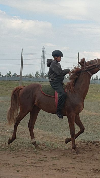Жеребец на случной сезон Костанайский верховой упряжной породы!