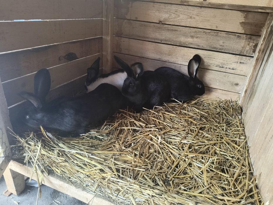 Femela Fluture German Pestriț Alb Negru si pui janeti si alb negru
