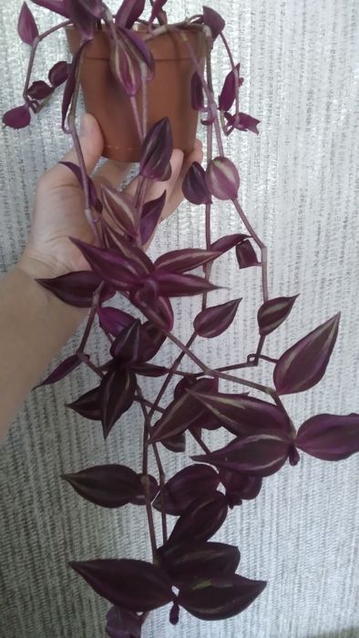 Продам комнатные цветы