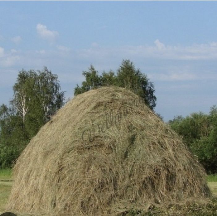 Продам сено