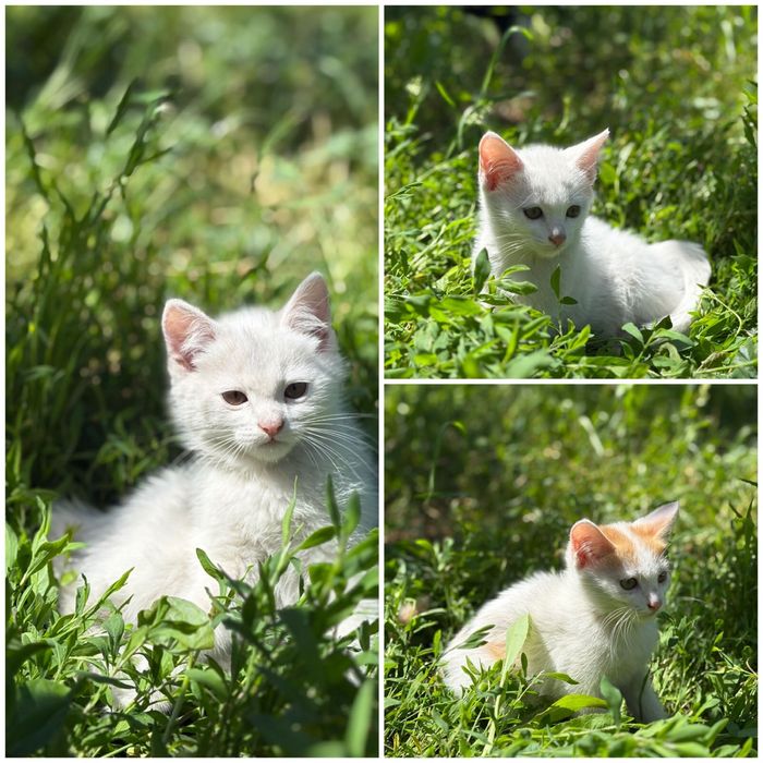 Отдам котят в добрые руки