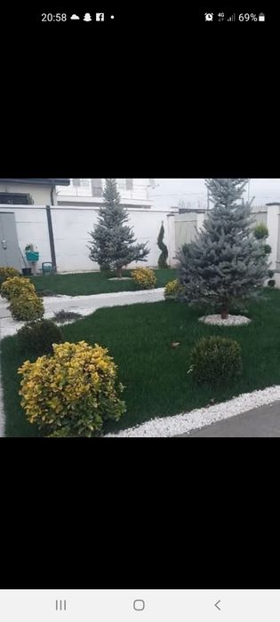 Plante ornamentale  / Amenajări grădini