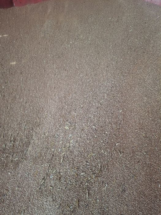 Vând triticale recolta 2026