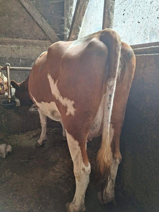 Vând vaca tanără