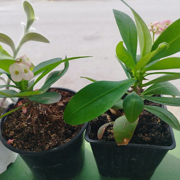 Продам комнатные цветы.