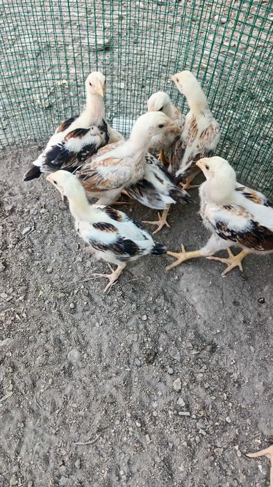 Куланги жужалар сотилади