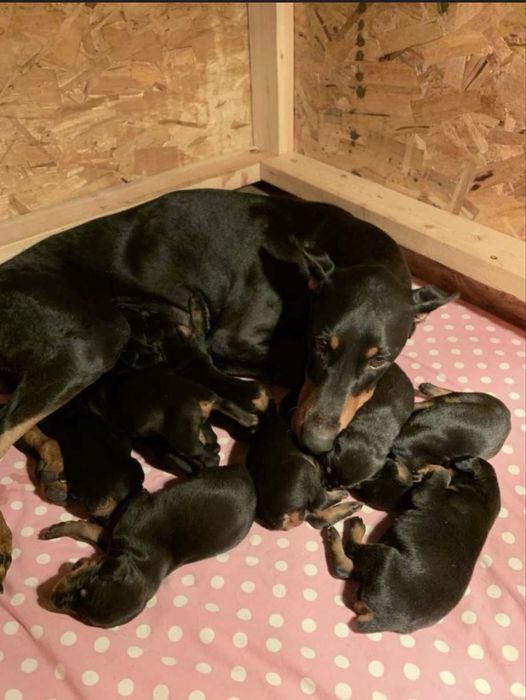 Бронь щенков добермана!