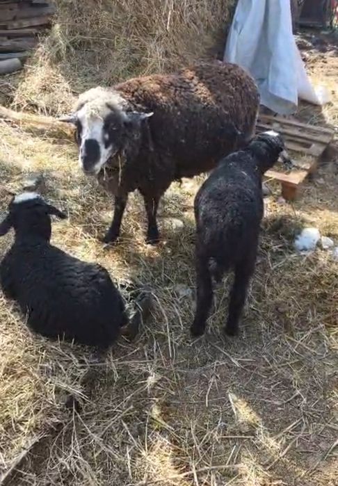 Мелкорогатый скот