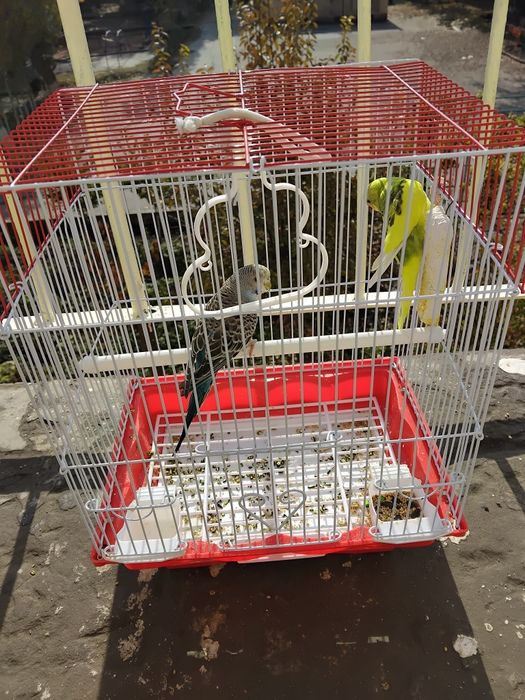 Папугайлар сотилади фаргона