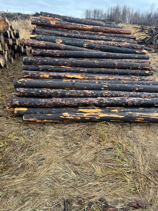 Тактай (доска) не обрезная