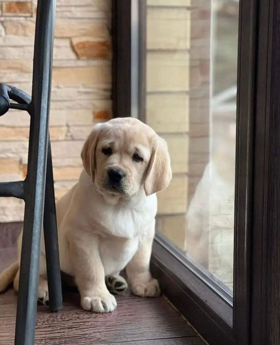 Плюшечки Щенки Лабрадора!!