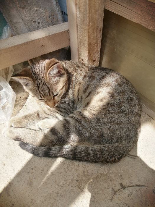 Отдам кота 2 месеца званить после 10:00 до 20:00