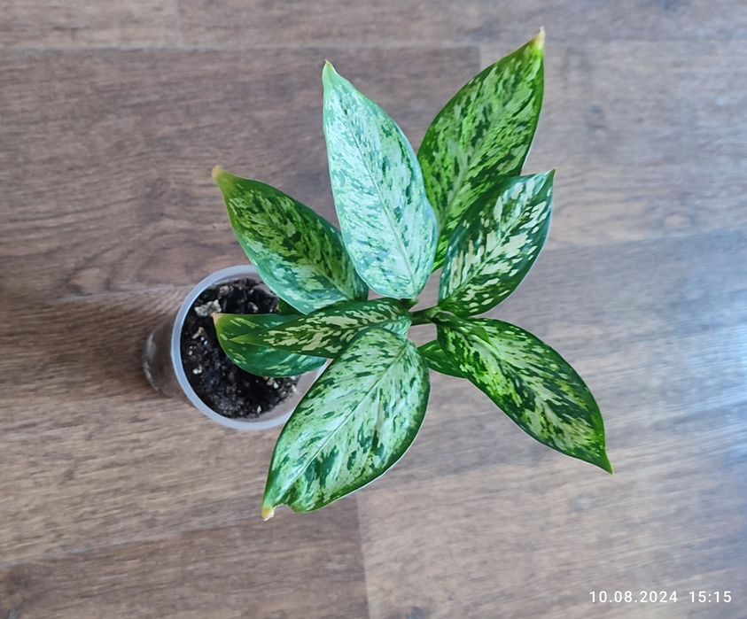 Диффенбахия Везувий