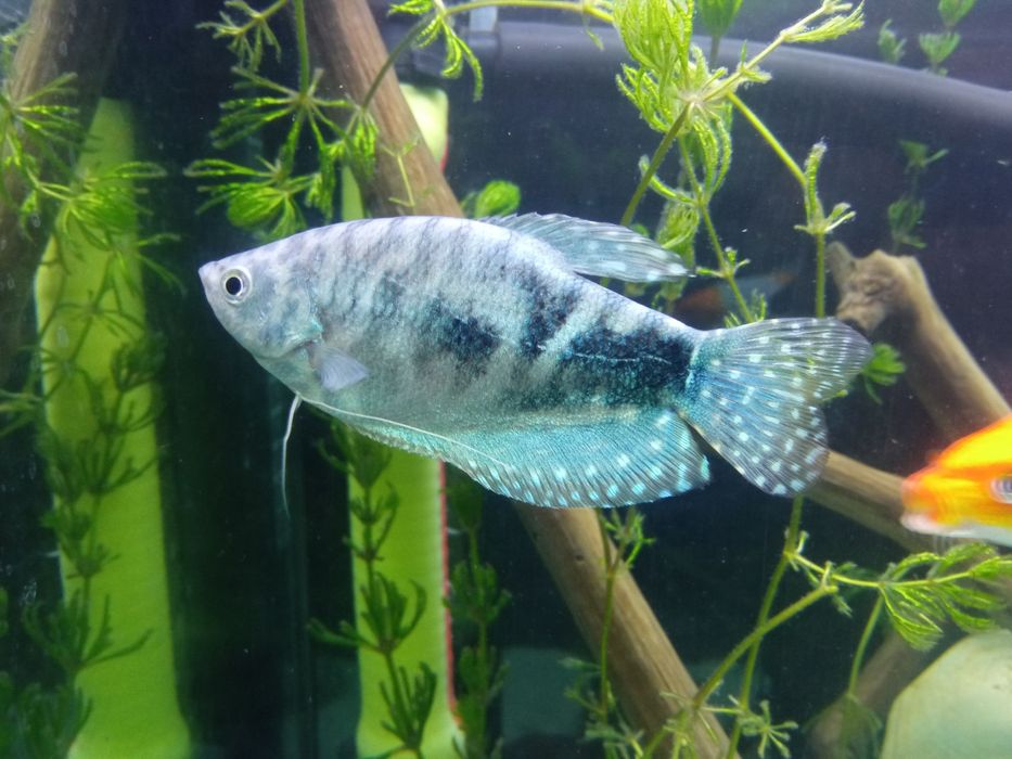 Akvaryum baliq /gurami / oltin baliq