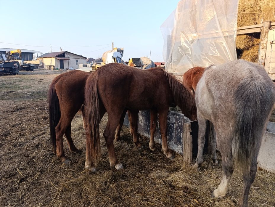 Продам лошадей, 3 кобыла, 2 жеребец