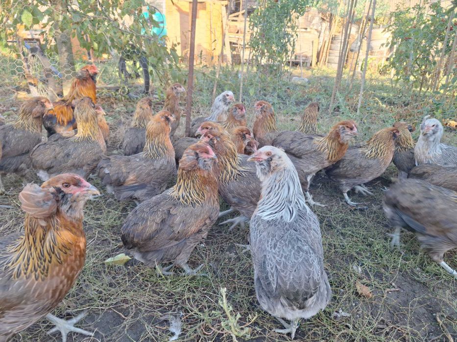 Araucana gaini 2026