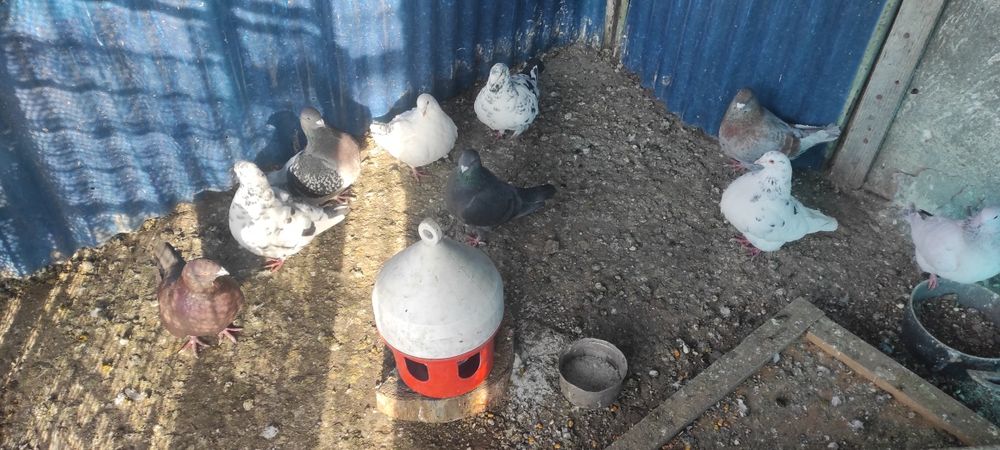 Vand porumbei standard