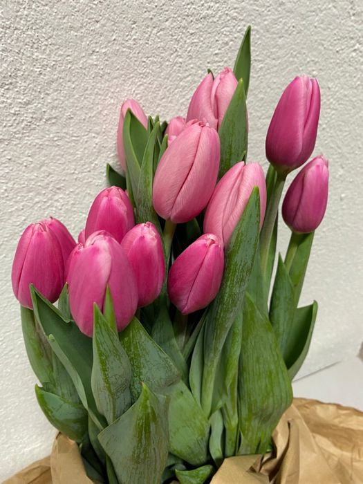 Тюльпан голландский оптом