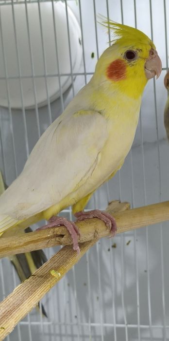 Сформированная пара корелл