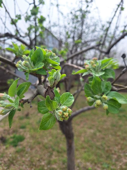 Продаётся своя  дача в Паркентском районе