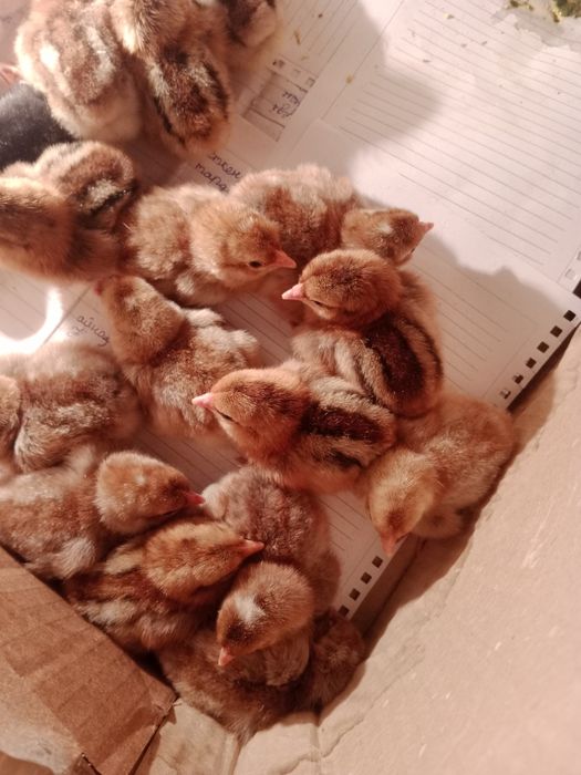 Продам цыплята Билефельдер.