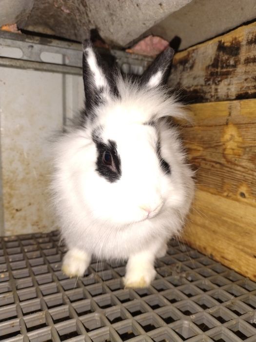 Vând iepurioaică  cap de leu