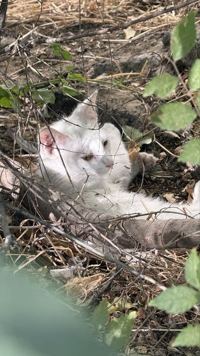 Котенок белый отдам