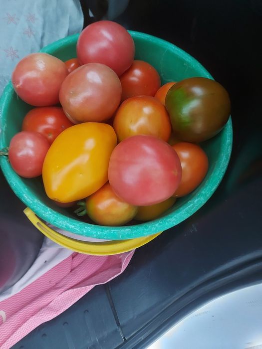 Свежие домашние помидоры
Продам с