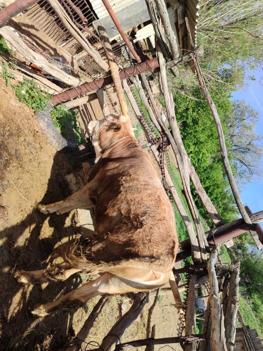 Бука сатылады срочно