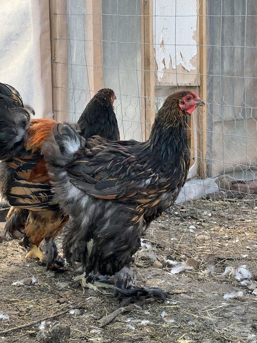 cocosi brahma gold