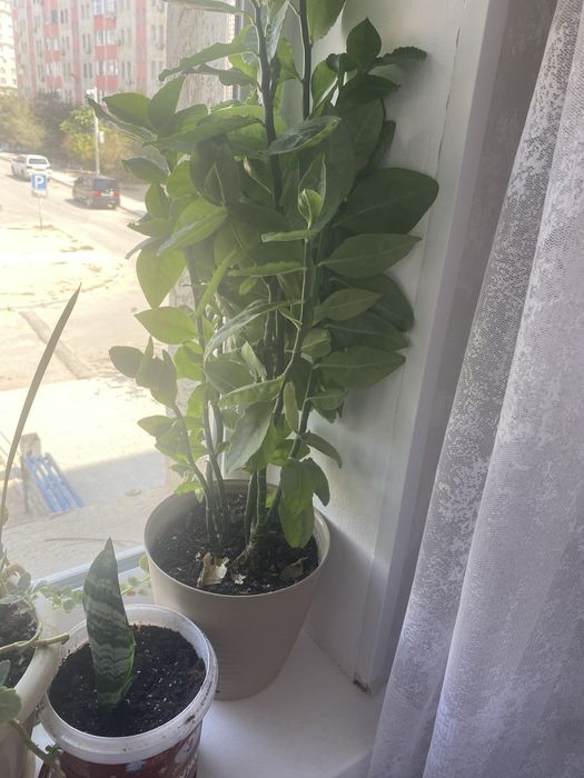 Комнатные растения